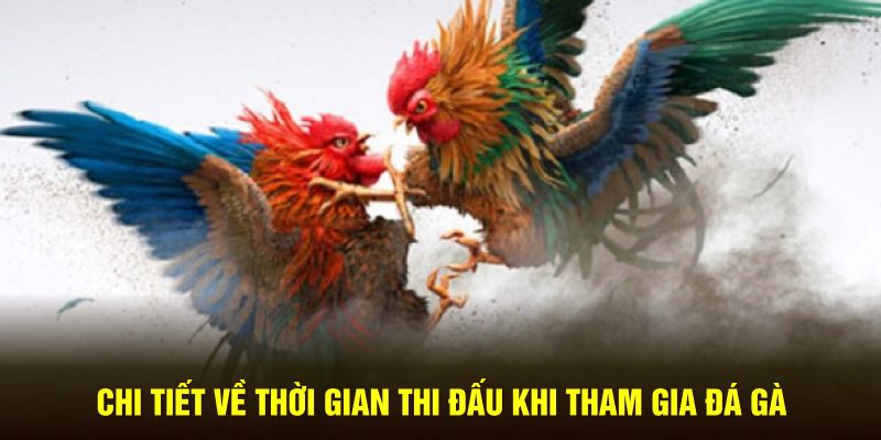Chi tiết về thời gian thi đấu khi tham gia đá gà